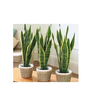 Рослини